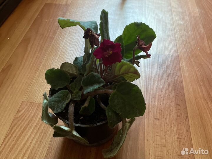 Фиалка в горшке