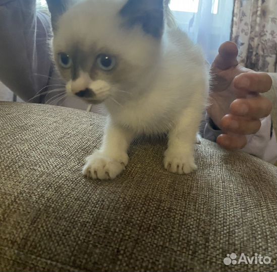 Кошка в дар