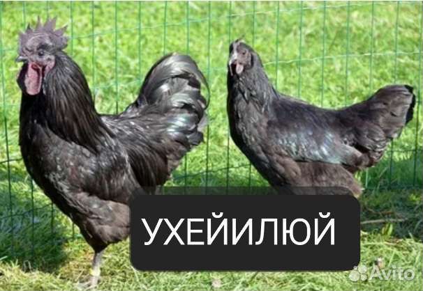 Петухи молодые ухейилюй
