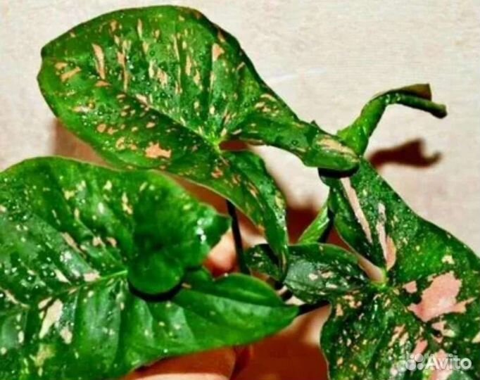 Сингониум Беби Ангел,Конфетти,Пинк Сплеш и другие