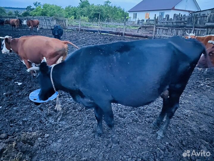 Дойная корова