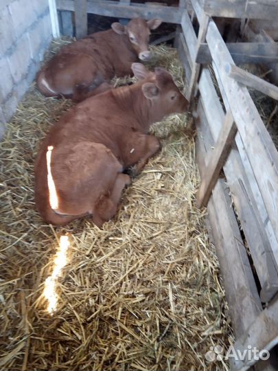 Поросенок ландрас