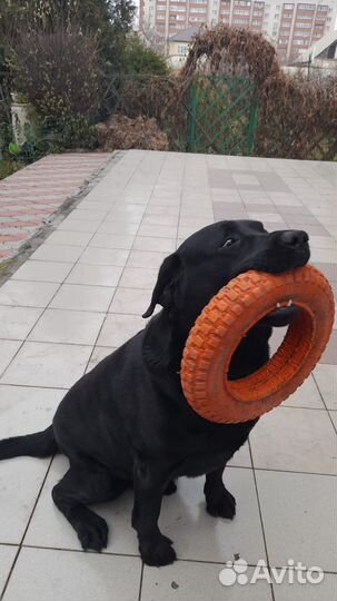 Отдам лабрадора