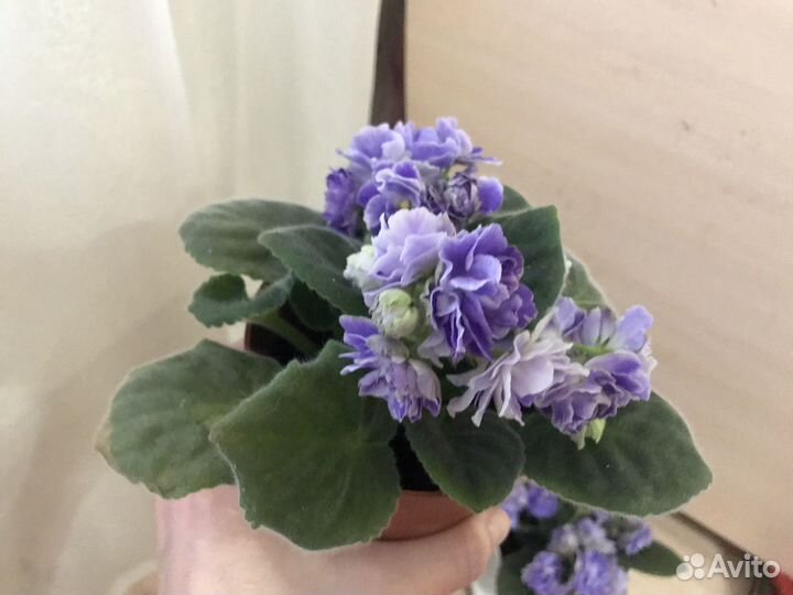 Фиалка,алоэ, пеперомия, комнатные цветы