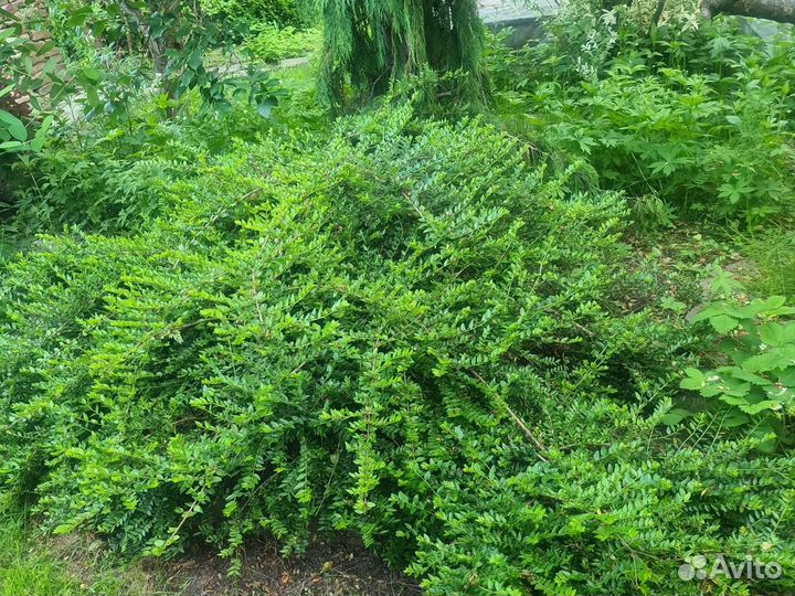 Жимолость блестящая, дёрен флавирамеа, скумпия