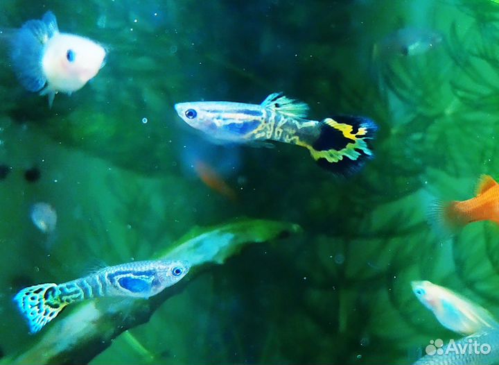 Пецилии, гуппи