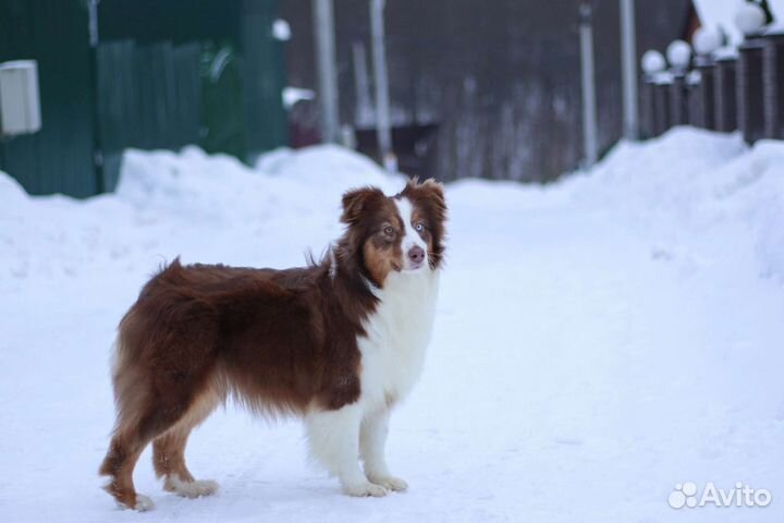 Австралийская овчарка (аусси)