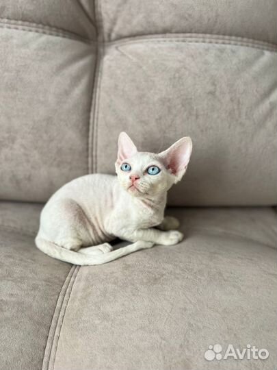 Котята девон-рекс