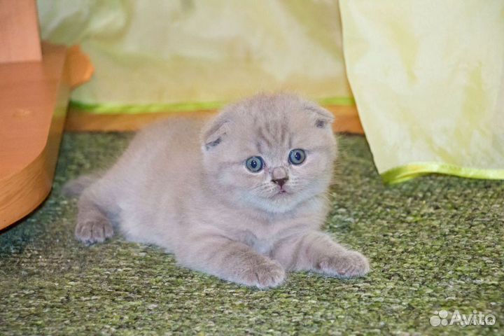 Чистокровное шотландские вислоухие