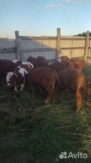 Бычки 3-4 месяца