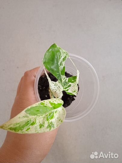 Epipremnum Pinnatum marble