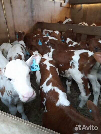 Бычки телята