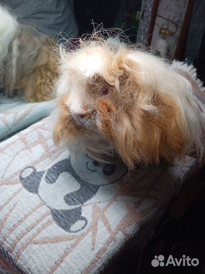 Морская свинка альпака мальчик