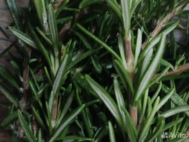 Розмарин свежий