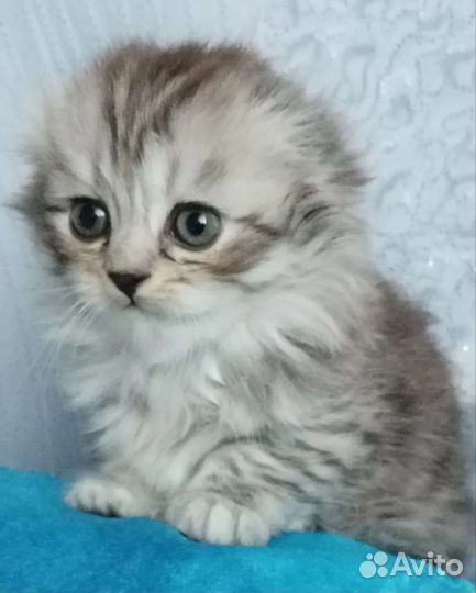 Кошки шотландцы