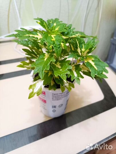 Колеус, растения, цветы домой, в офис