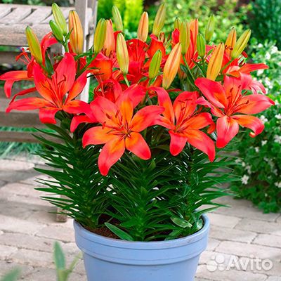 Лилии азиатские горшечные по 2 шт