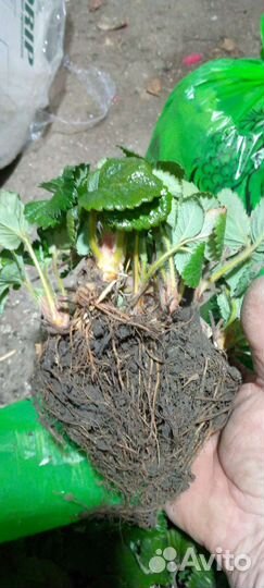 Рассада клубники