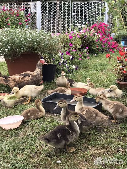 Индоутки индоутята