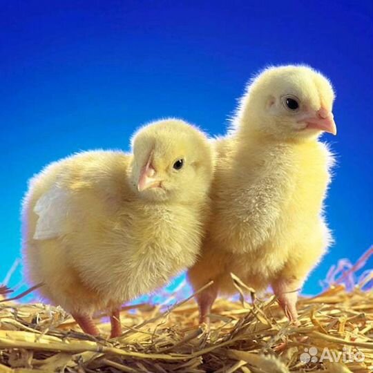 Цыплята