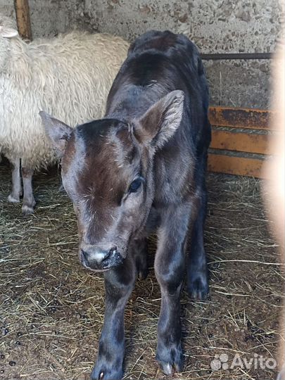 Теленок. Бычок