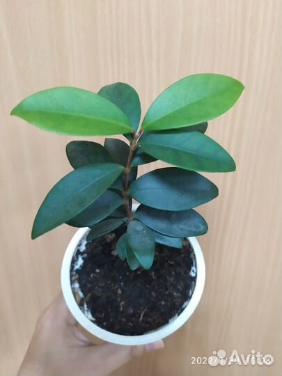 Плодовая экзотика- евгения рейнвардтиана