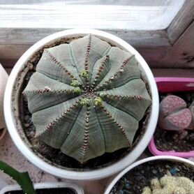 Сеянцы Euphorbia obesa (Молочай тучный)