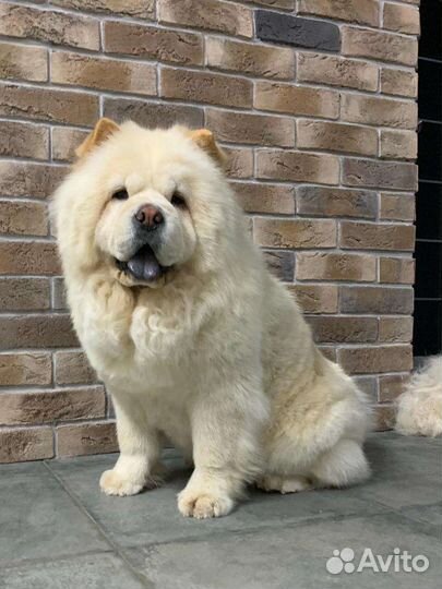 Услуги грумера