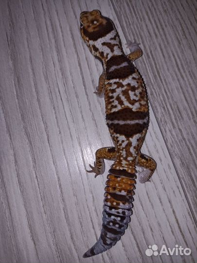 Геметиконикс