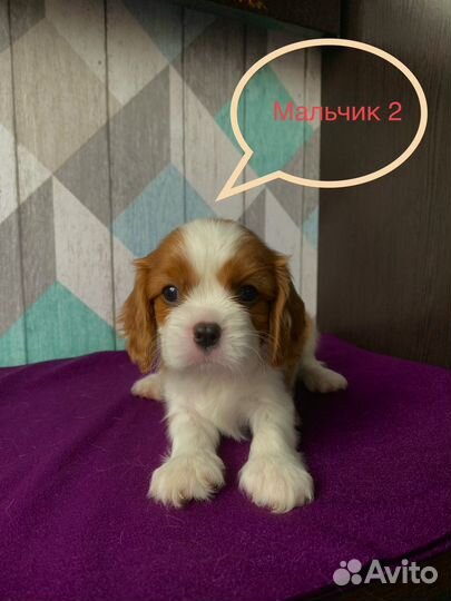 Щенки кавалер кинг чарльз спаниель