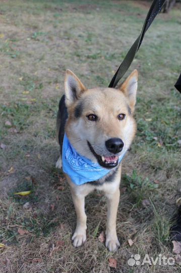 Чудесная собака из приюта