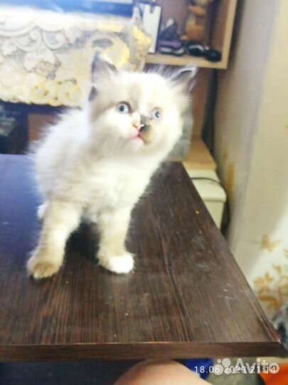 Невская маскарадная