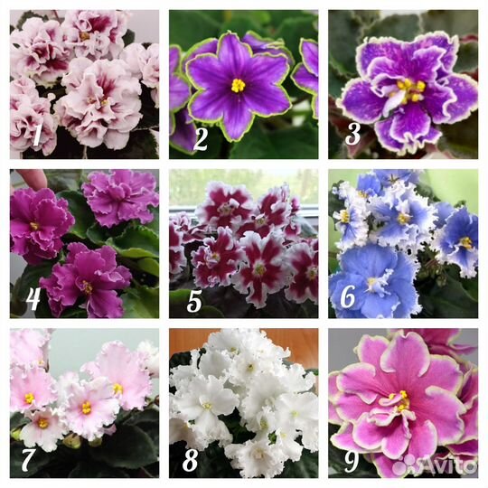 Фиалка лист с детками