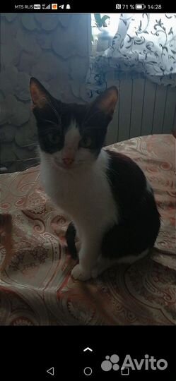 Кошки в добрые руки