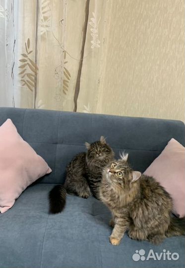 Офисный диван