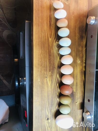 Инкубационное цветное(пасхальное )яйцо