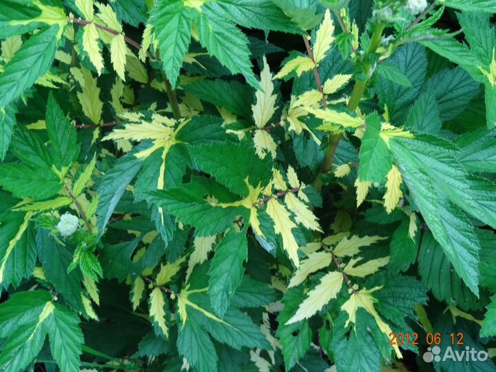 Садовые многолетние цветы