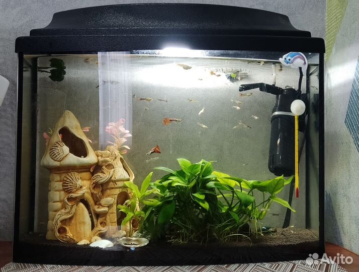 Аквариум с рыбками
