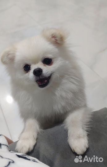 Белый шпиц для вязки