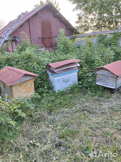 Продаю пчелинные ульи б/у