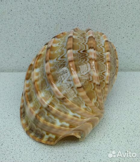 Харпа 10,40 морская ракушка раковина