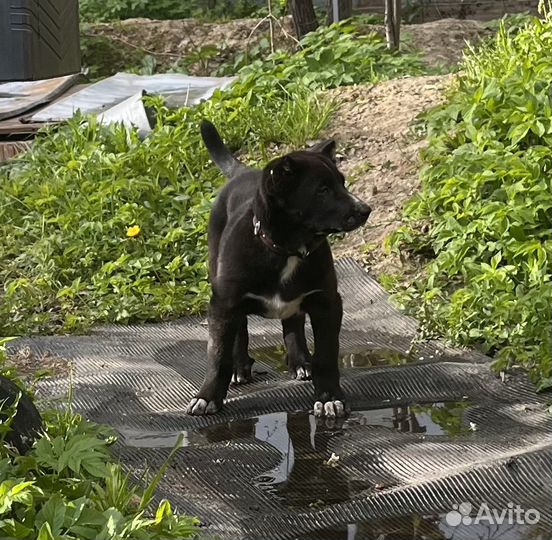 Собака щенок