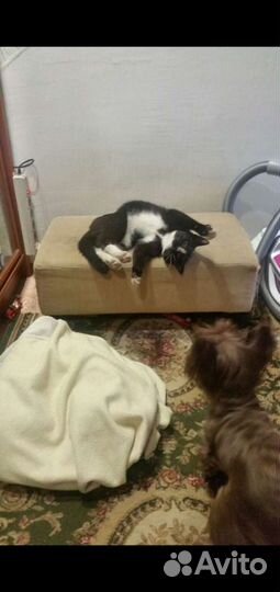 Домашняя передержка