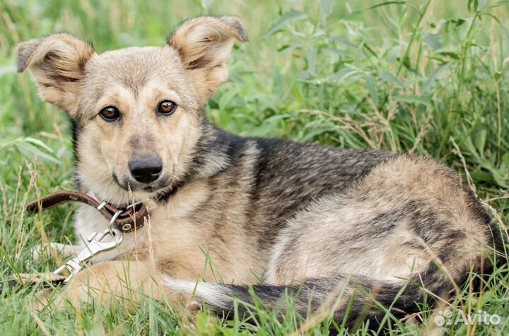 Маленькая собачка