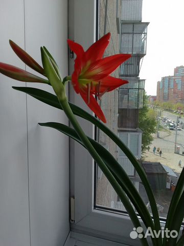 Гиппеаструм, алоэ