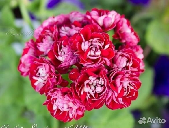 Пеларгония герань сортовая черенки