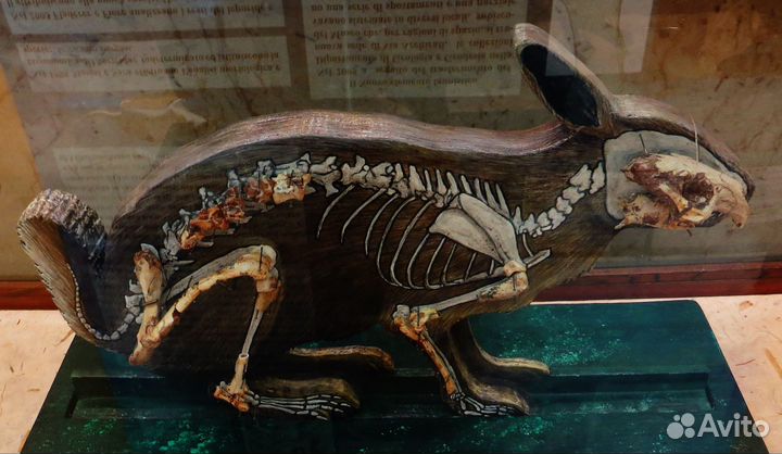 Окаменелость