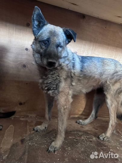 Собака из приюта