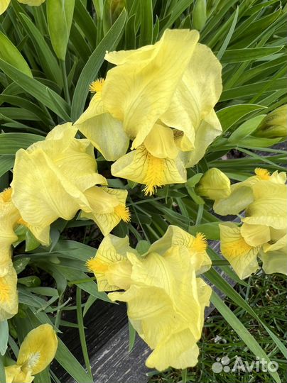 Ирисы карликовые 20см и 30см