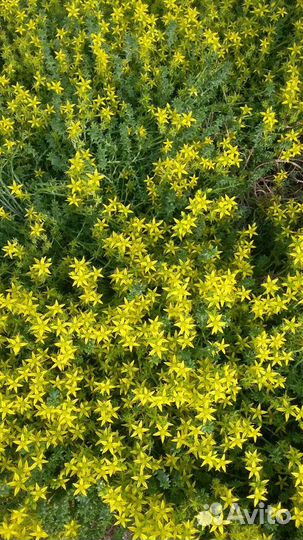 Очиток едкий(почвокровное)